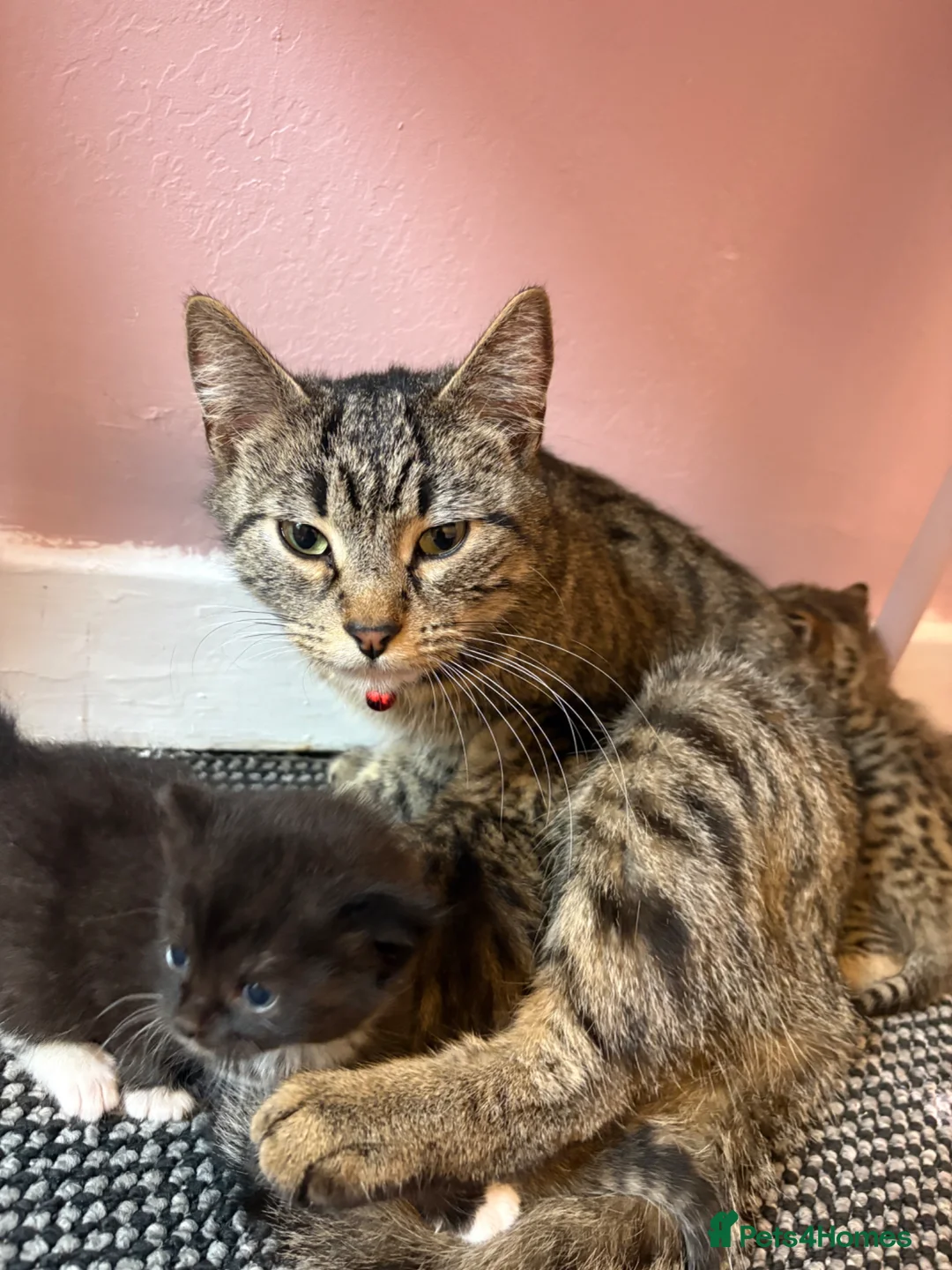 Mixed Breed cats for sale: 3 beautiful female kittens - Advert 4