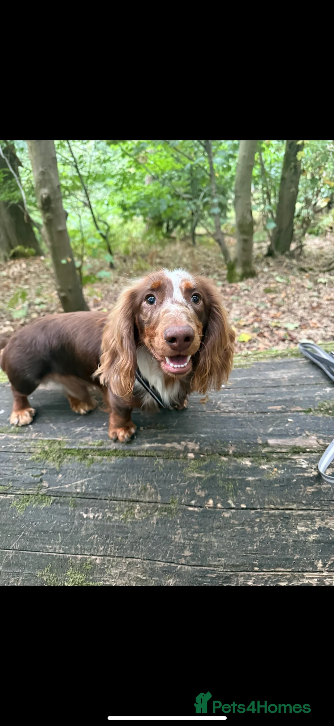 Miniature Dachshund dogs for sale: Mini Daschunds  - Advert 3