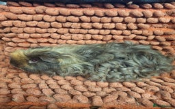 Guinea Pig rodents for sale: Baby sheltie and texel Guinea pig boys in Saltburn-by-the-Sea - Image 10