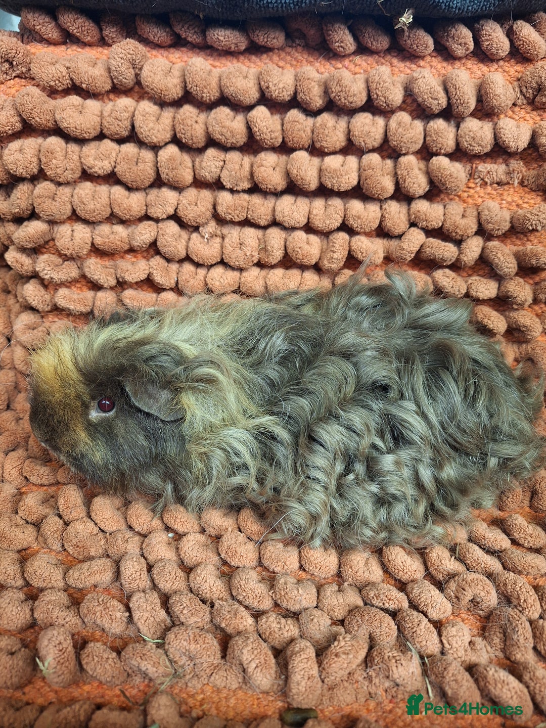 Guinea Pig rodents for sale: Baby sheltie and texel Guinea pig boys in Saltburn-by-the-Sea - Image 10