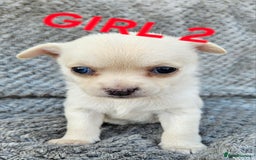 Pomchi dogs for sale: Beautiful merle pomchi puppies  - Image 10