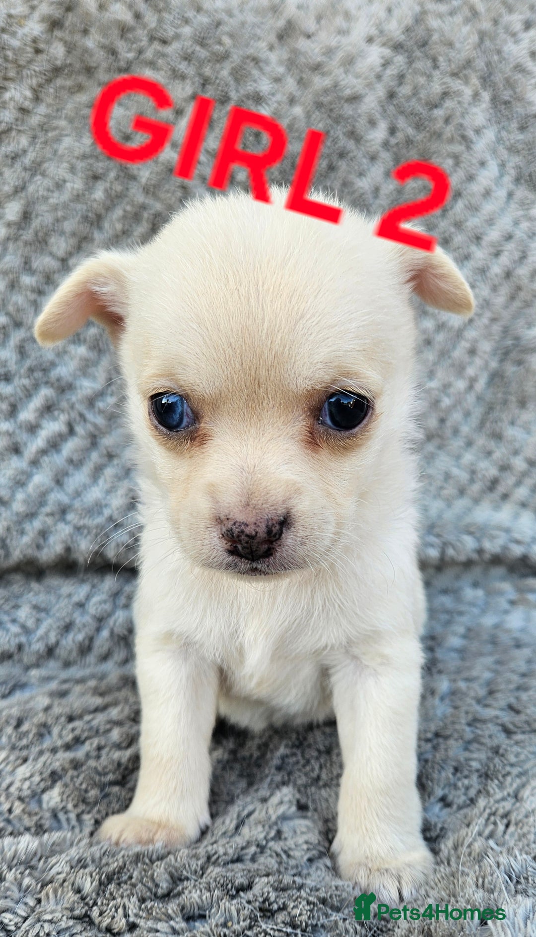 Pomchi dogs for sale: Beautiful merle pomchi puppies  - Image 10