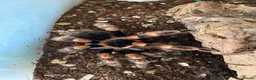Tarantulas invertebrates for sale: Brachypelma smithi Red knee Tarantula  in Norwich - Advert 1