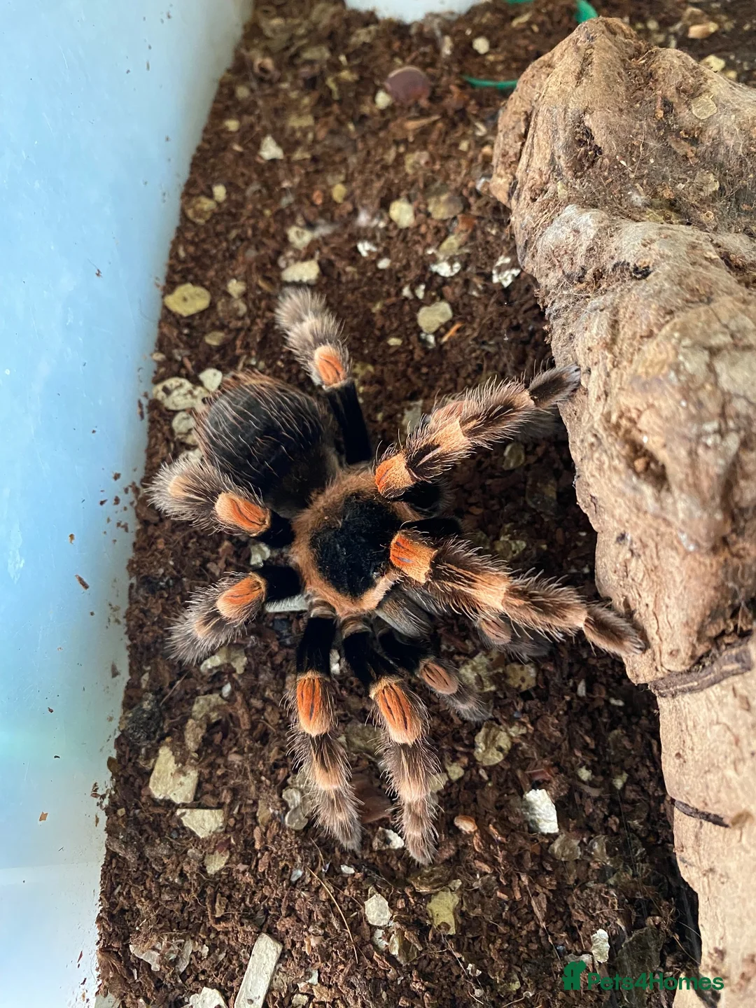 Tarantulas invertebrates for sale: Brachypelma smithi Red knee Tarantula  in Norwich - Advert 1
