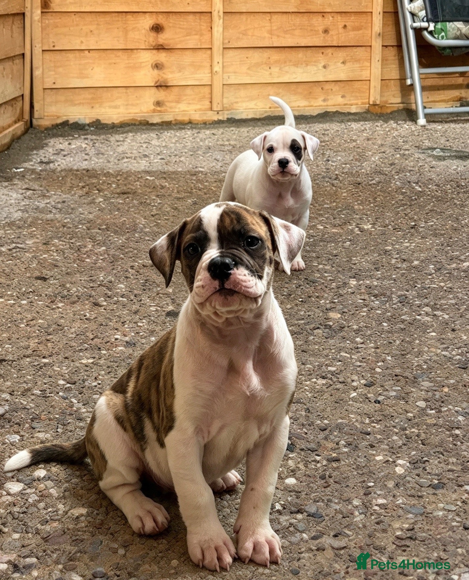 American Bulldog dogs Fully papered American bulldog puppies  - Advert 13