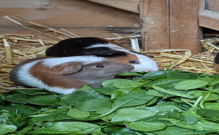 Guinea Pig rodents - Advert 7