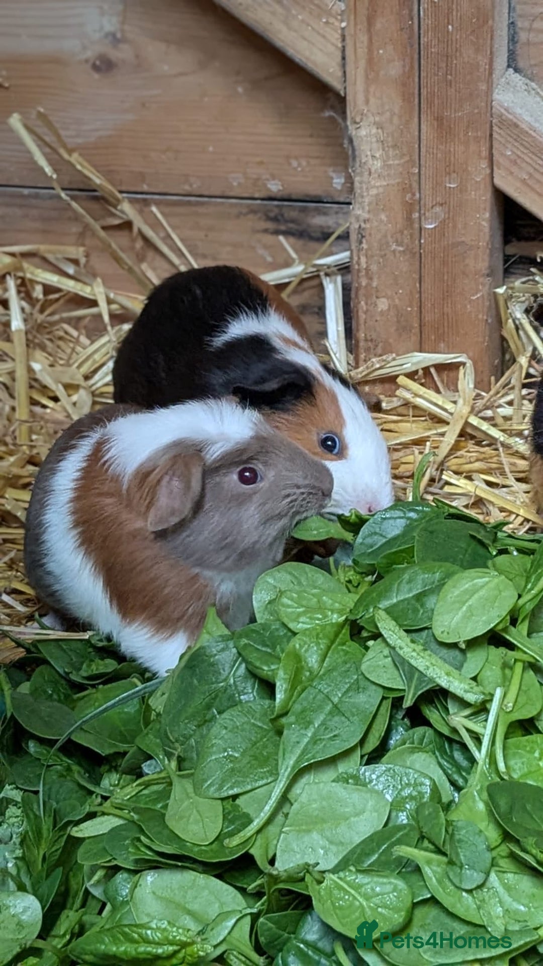Guinea Pig rodents for sale: Gorgeous male piggies  - Image 1