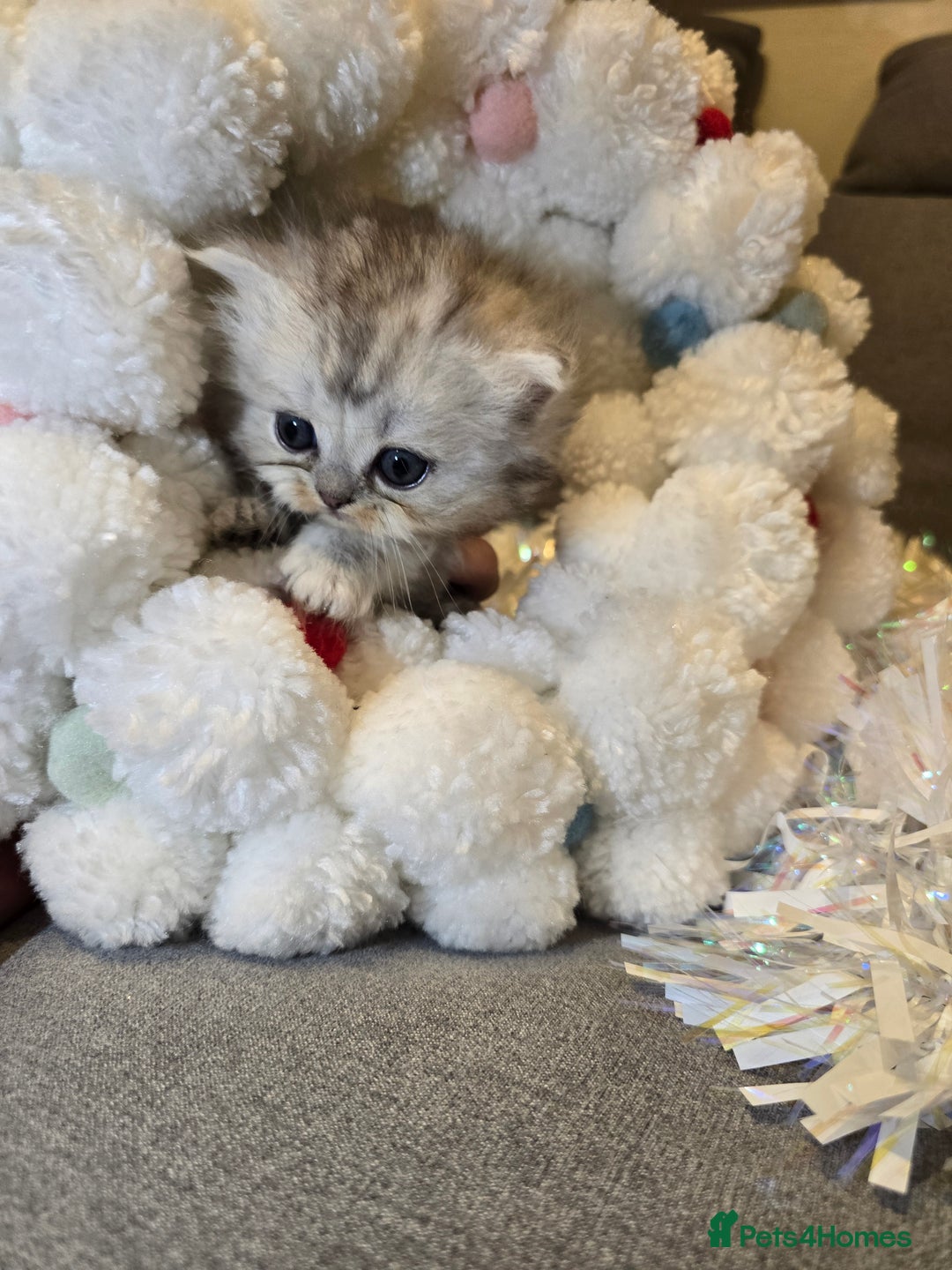 Persian cats for sale: Persian fluffy angels - Advert 15