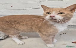 Mixed Breed cats for sale: Beautiful female young cat  - Image 2