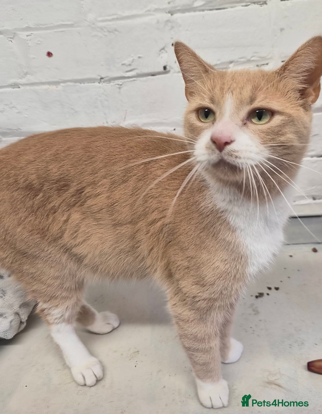 Mixed Breed cats for sale: Beautiful female young cat  - Image 2