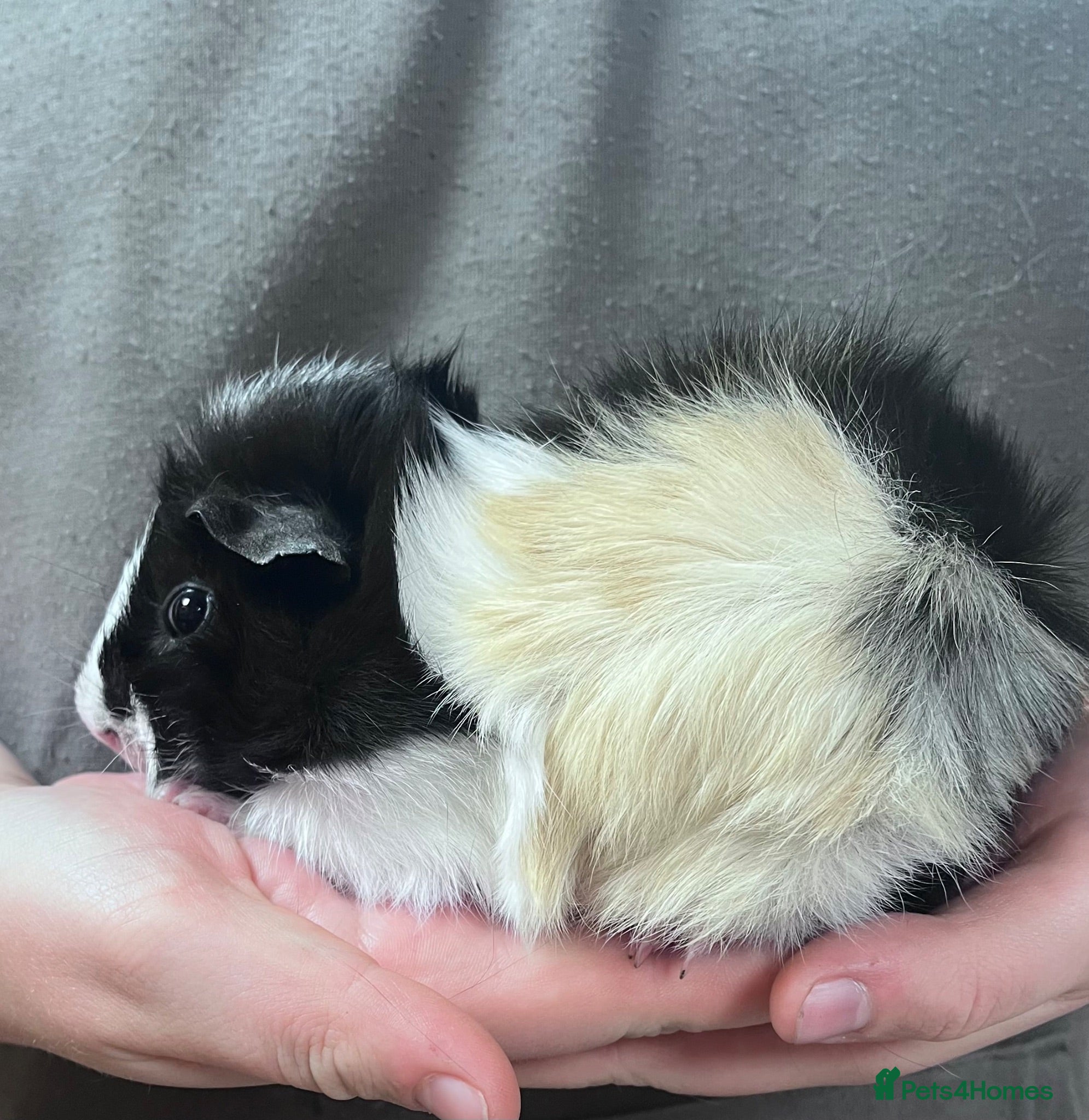 Guinea Pig rodents Young Boar guinea pigs  - Advert 1