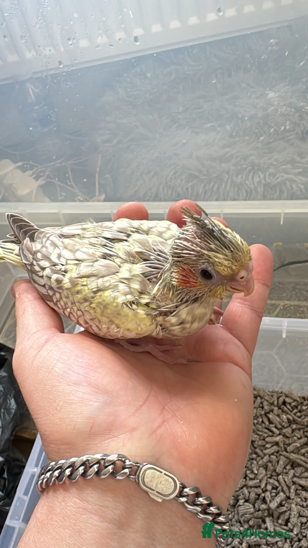 Cockatiels birds for sale: Hand reared baby cockatiels - Advert 3