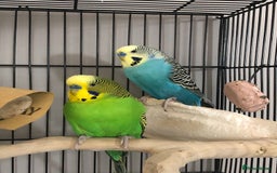 Budgerigars birds for sale: Two best friend male budgies, 2 and 1 year old. - Image 2