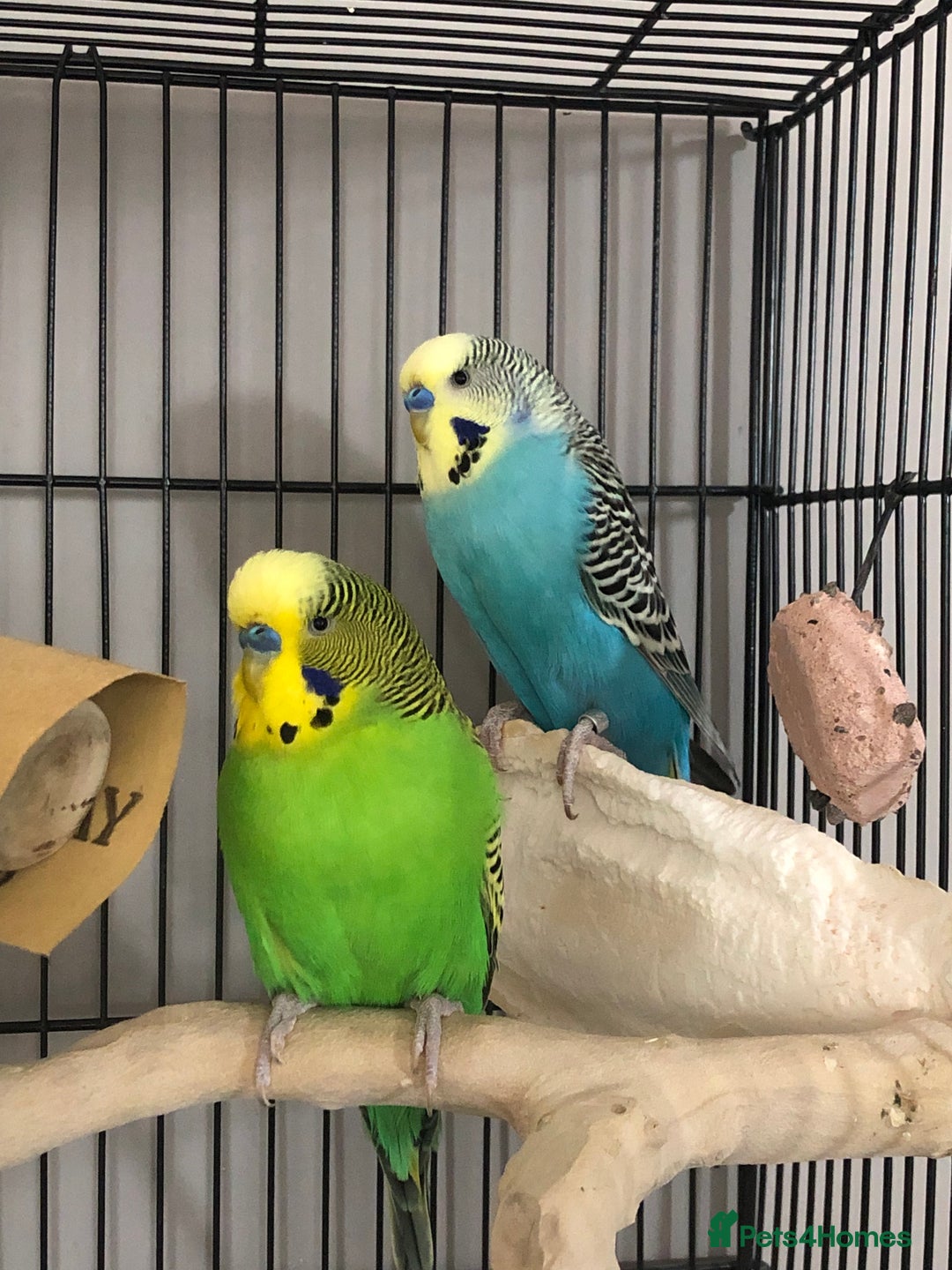 Budgerigars birds for sale: Two best friend male budgies, 2 and 1 year old. - Image 2