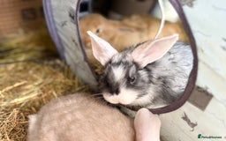 Mini Lop rabbits for sale: Pure Bred Mini Lop Babies - Advert 6