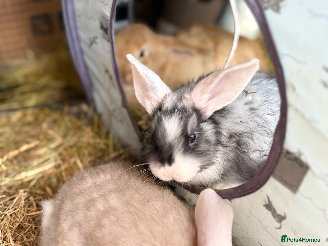 Mini Lop rabbits for sale: Pure Bred Mini Lop Babies - Advert 6