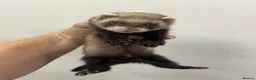 Ferret rodents for sale: Ferret kits - Advert 8