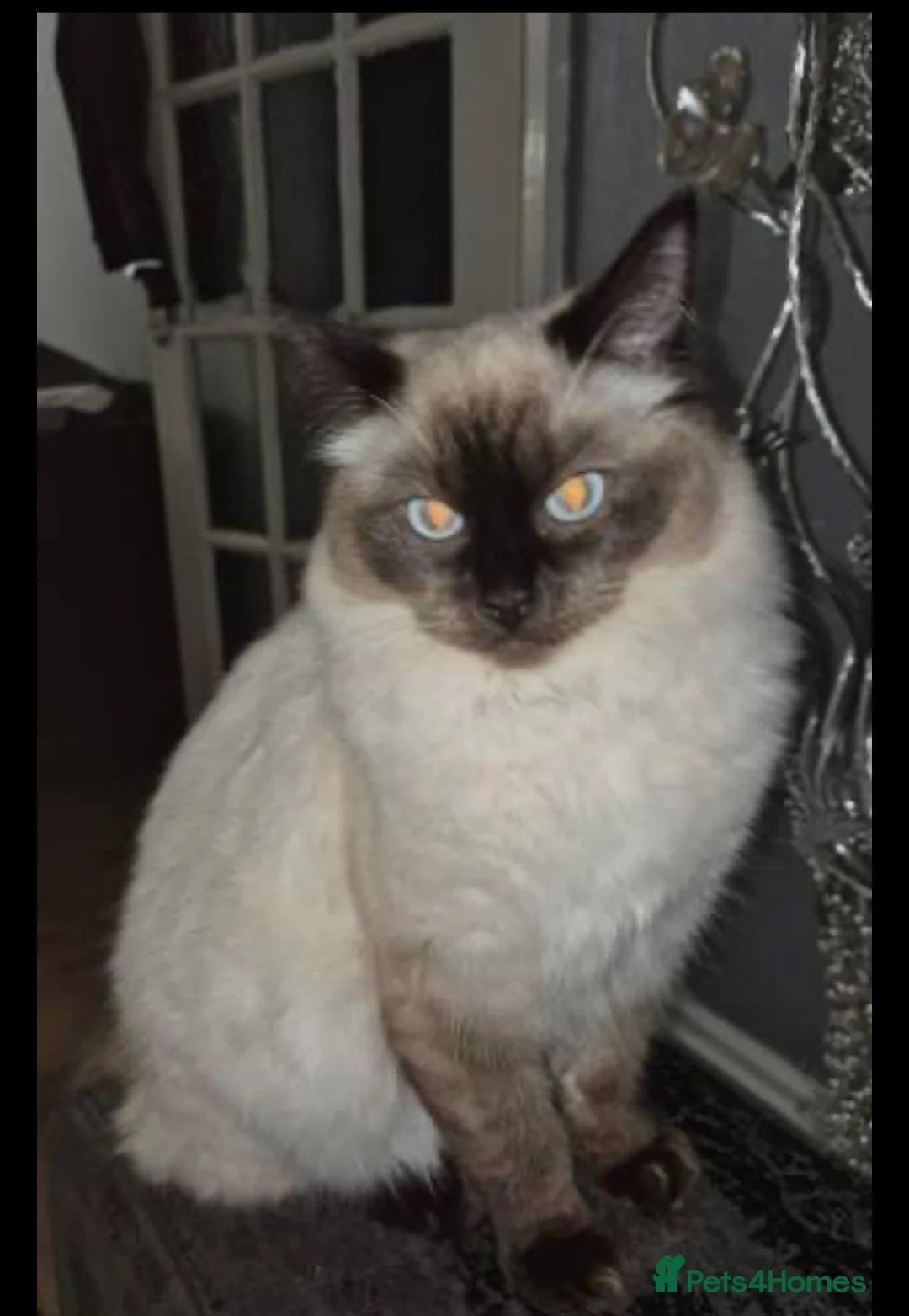 Ragdoll cats for sale: Ragdoll cross British short hair  - Advert 5