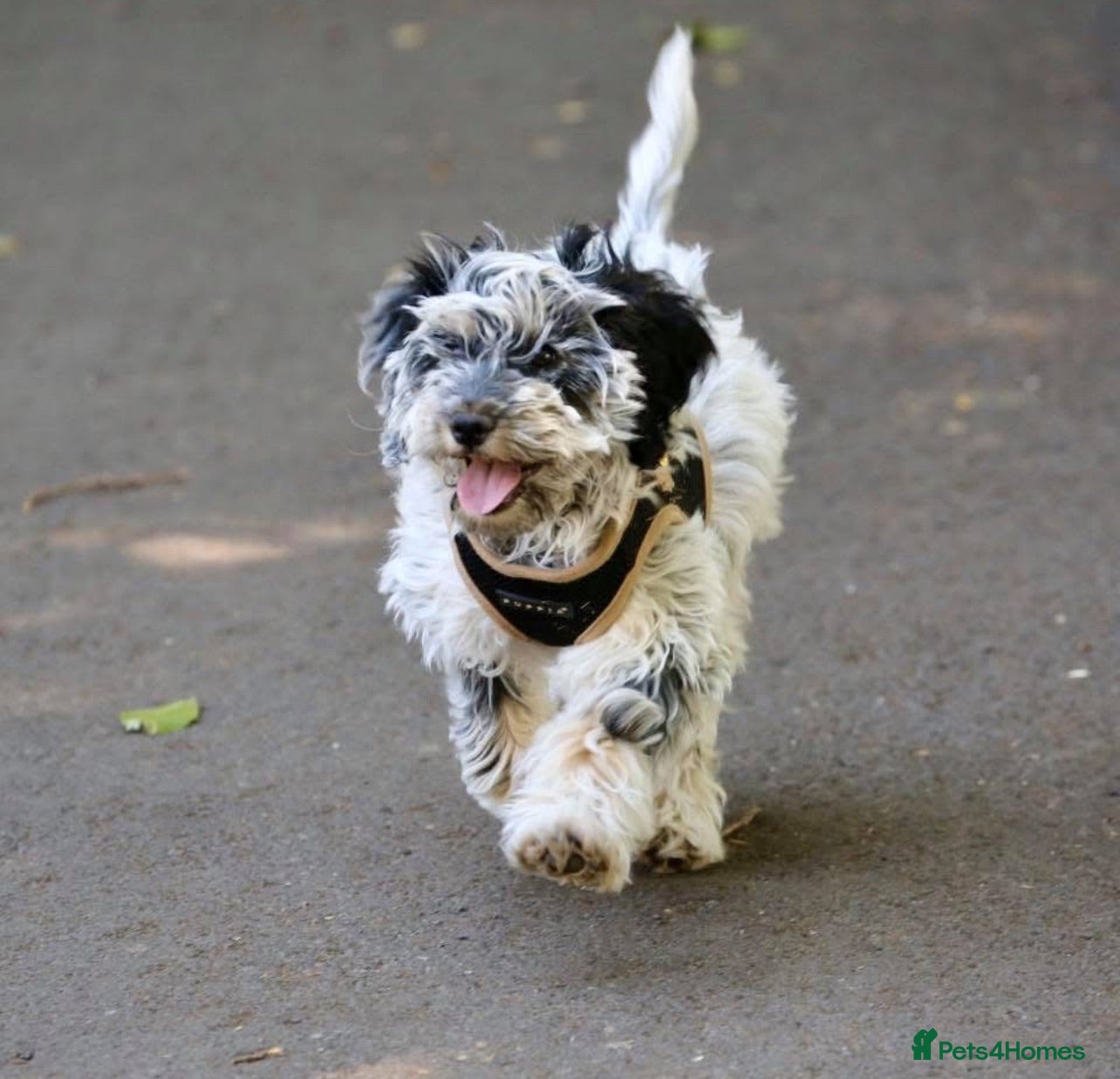 Cockapoo dogs F1 Roan Cockapoo-health tested,full refund guarant - Advert 1