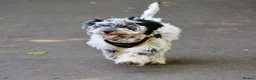 Cockapoo dogs for sale: F1 Roan Cockapoo-health tested,full refund guarant - Advert 1