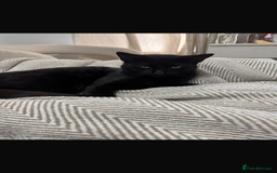 Domestic Shorthair cats for sale: Ziggy, zeke and zane, rescued kittens🥰 - Image 2