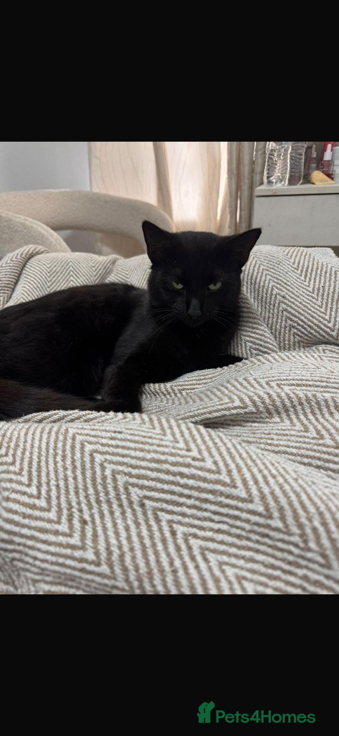 Domestic Shorthair cats for sale: Ziggy, zeke and zane, rescued kittens🥰 - Image 2