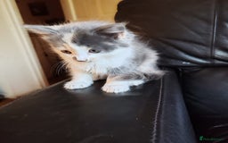 Mixed Breed cats for sale: Cuddly fluffy kittens  - Image 6