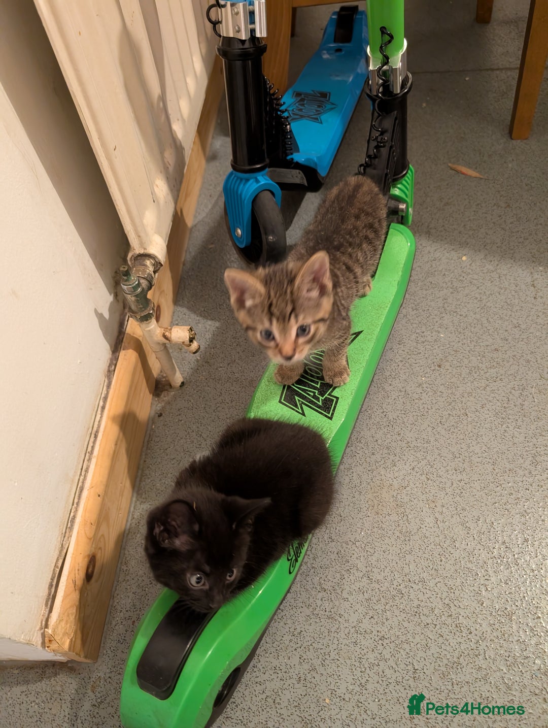 Domestic Shorthair cats for sale: Tabby kittens - Image 4