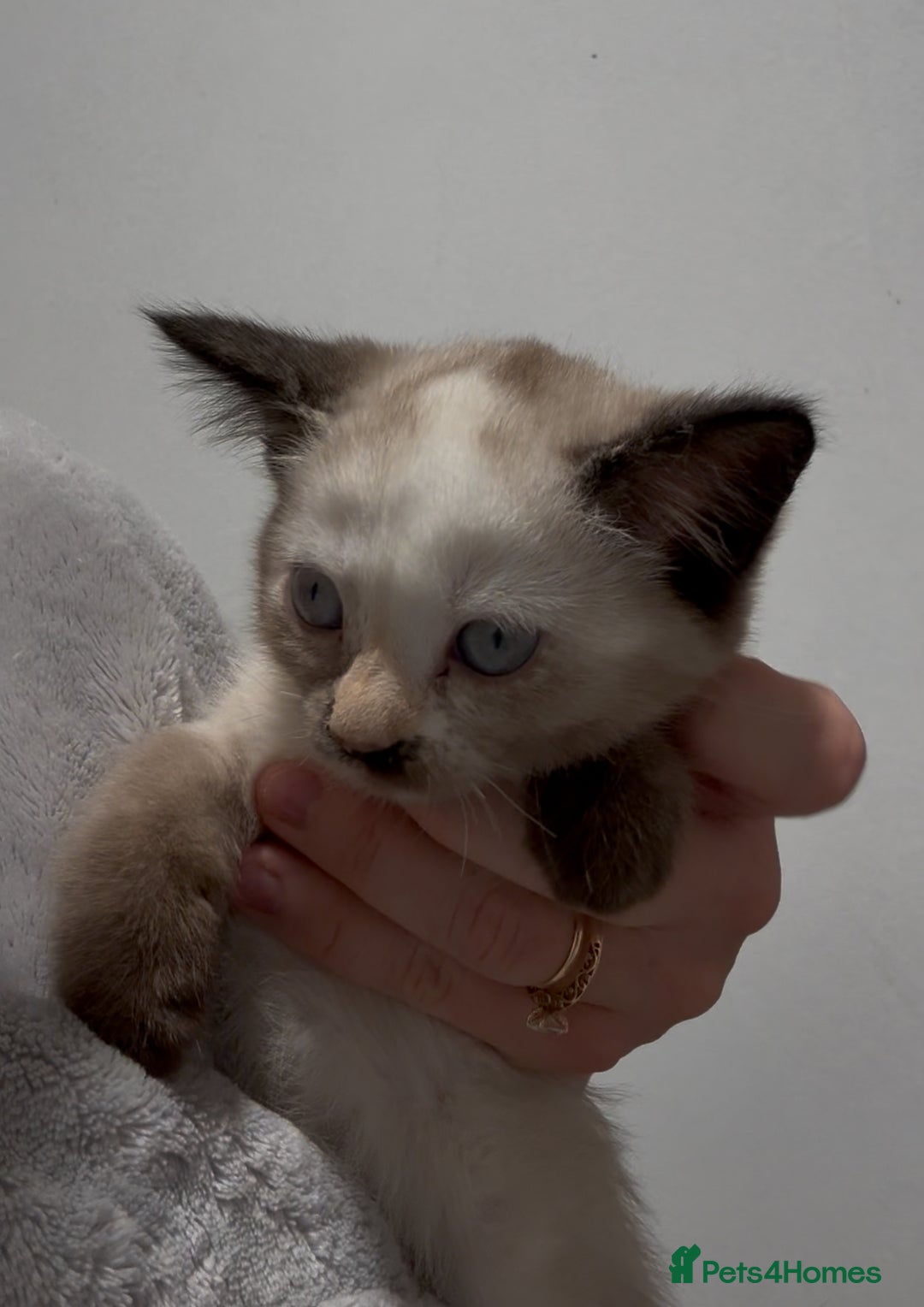Mixed Breed cats for sale: Stunning Persian x Siamese kittens - Image 7