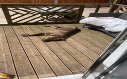 Presa Canario dogs for sale: Pressa canario cross  in Bilston - Image 3