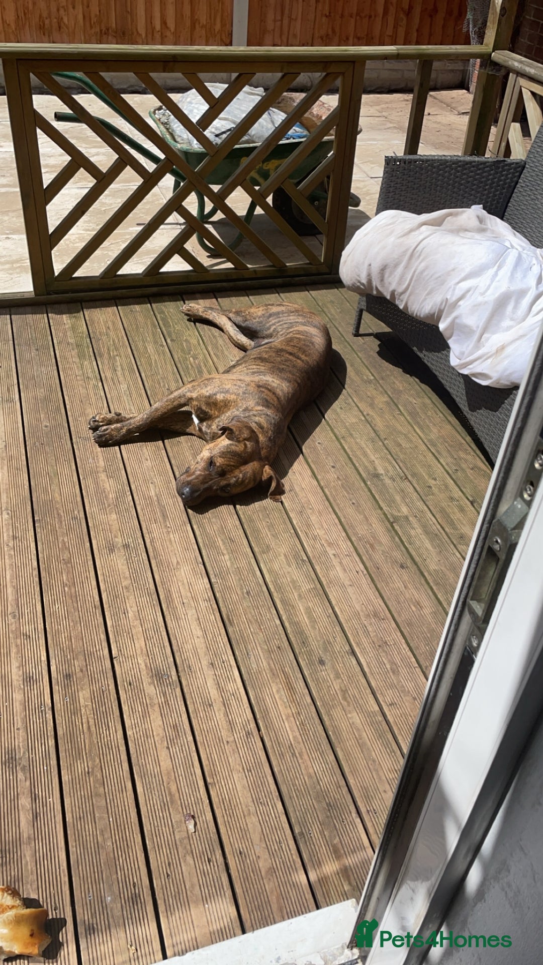Presa Canario dogs for sale: Pressa canario cross  in Bilston - Image 3