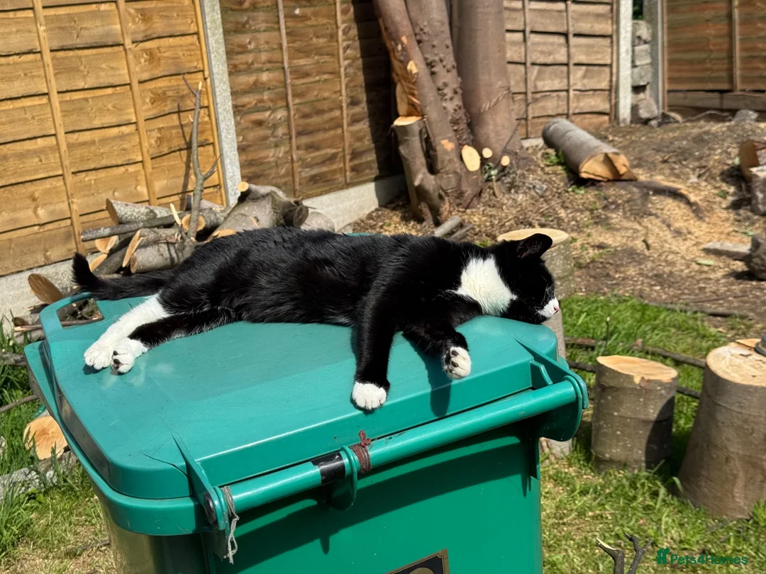 Mixed Breed cats for sale: Gully xx in Manchester - Advert 2