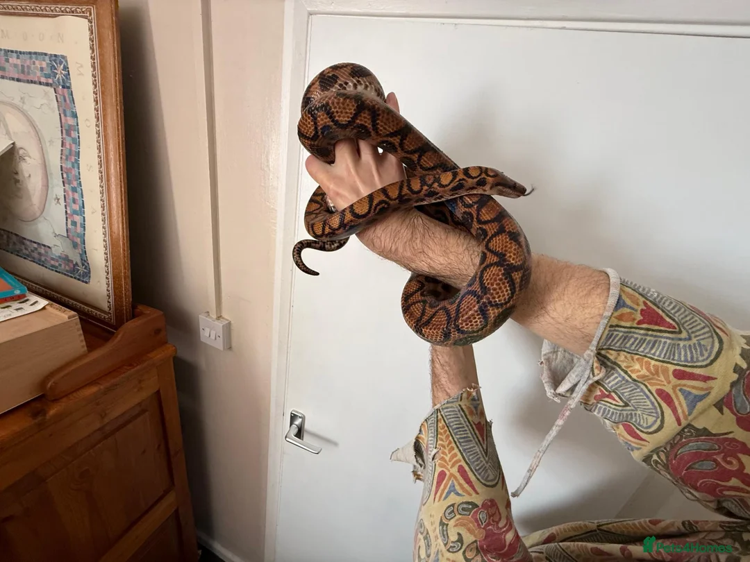 Boa Snake reptiles for sale: Brazilian Rainbow Boa and glass terrarium - Advert 15