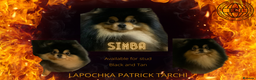 Pomeranian dogs for stud: Stunning Black and Tan for stud only in Lanark - Advert 2