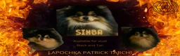 Pomeranian dogs for stud: Stunning Black and Tan for stud only in Lanark - Advert 2