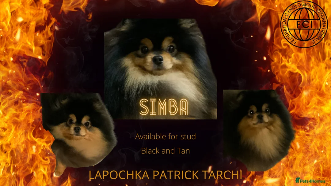 Pomeranian dogs for stud: Stunning Black and Tan for stud only in Lanark - Advert 2