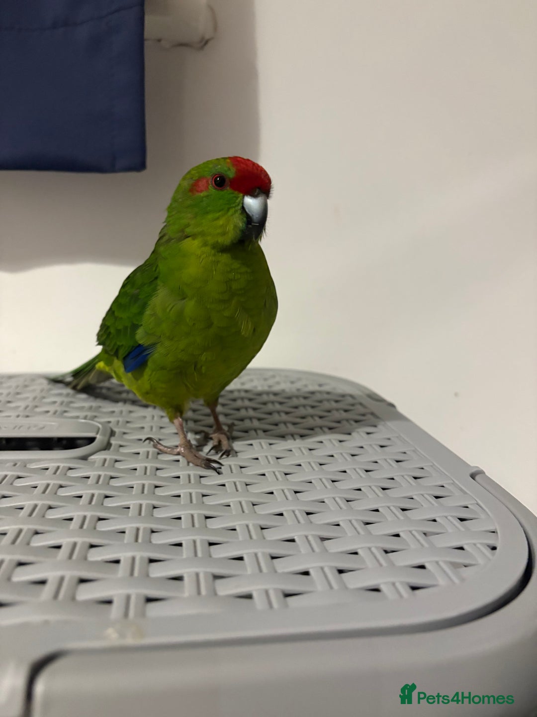 Mixed Breed birds for sale: Kakariki male  - Advert 2