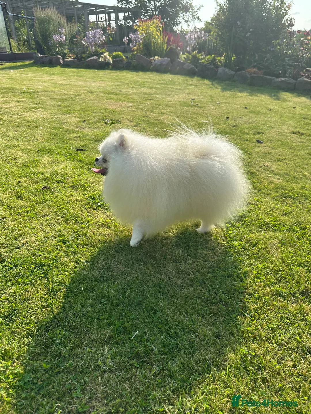Pomeranian dogs for stud: Stunning optic white boy for stud duties in Lanark - Advert 5