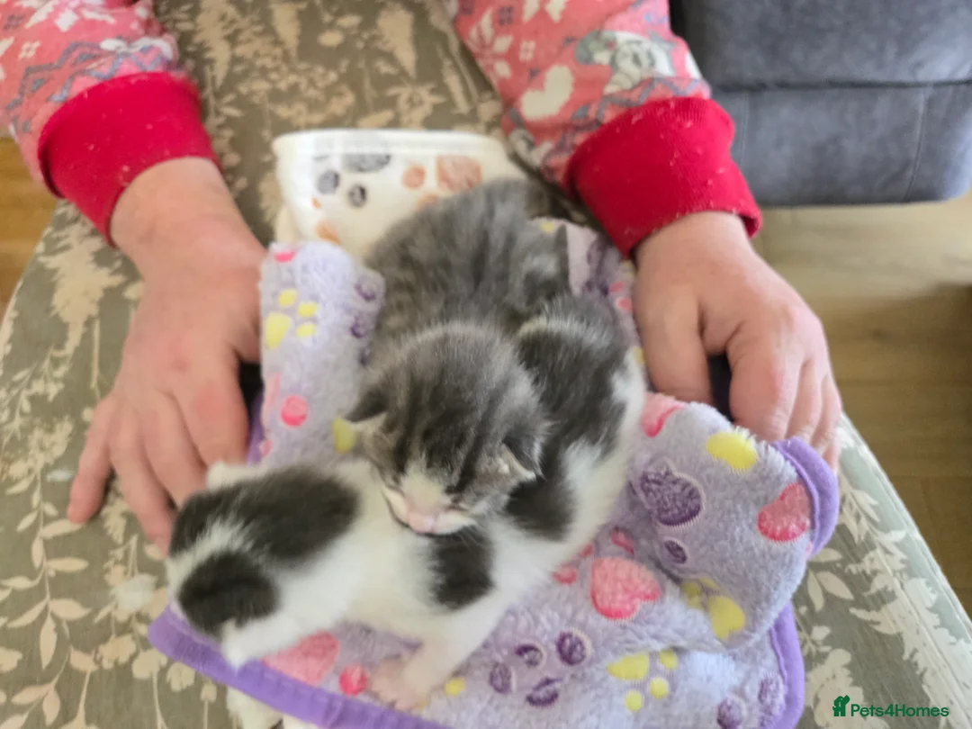 Mixed Breed cats for sale: 4 beautiful kittens 2 males & 2 females  - Advert 17