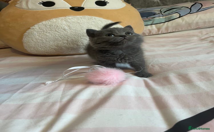 British Shorthair cats - Advert 2