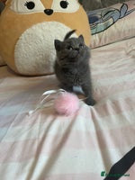 British Shorthair cats Gorgeous health tested British Blue short/longhair - Advert 4