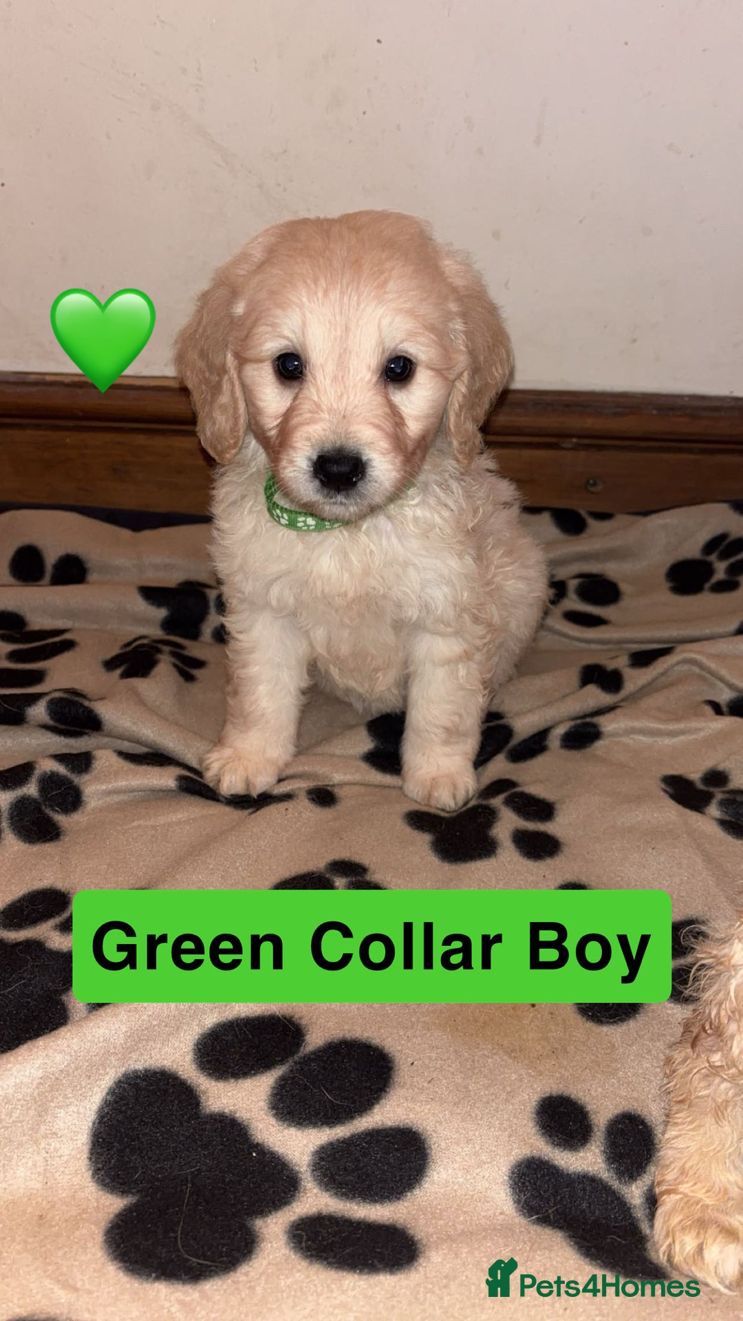 Mini Goldendoodle dogs for sale: 10 beautiful Miniature F1 GoldenDoodle puppies - Advert 12