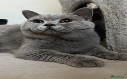 British Shorthair cats for sale: Stunning blue boy from champion lines 🏆 - Image 2