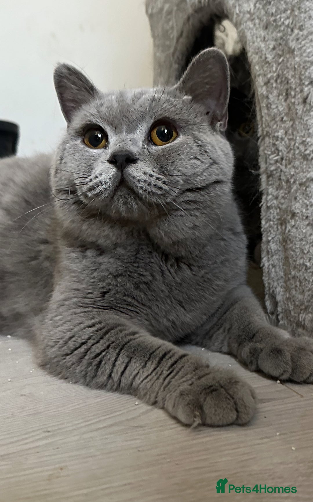 British Shorthair cats for sale: Stunning blue boy from champion lines 🏆 - Image 2