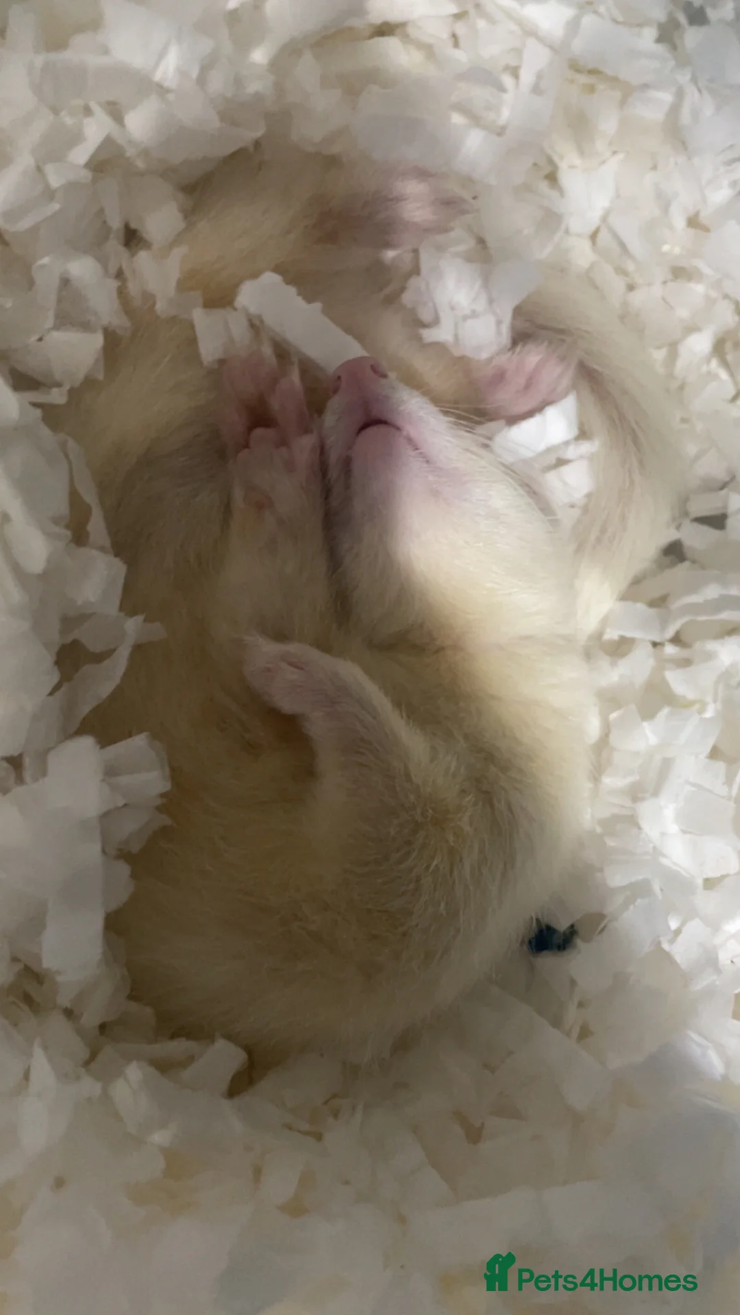 Ferret rodents for sale: Friendly ferret for sale  in Rotherham - Advert 2