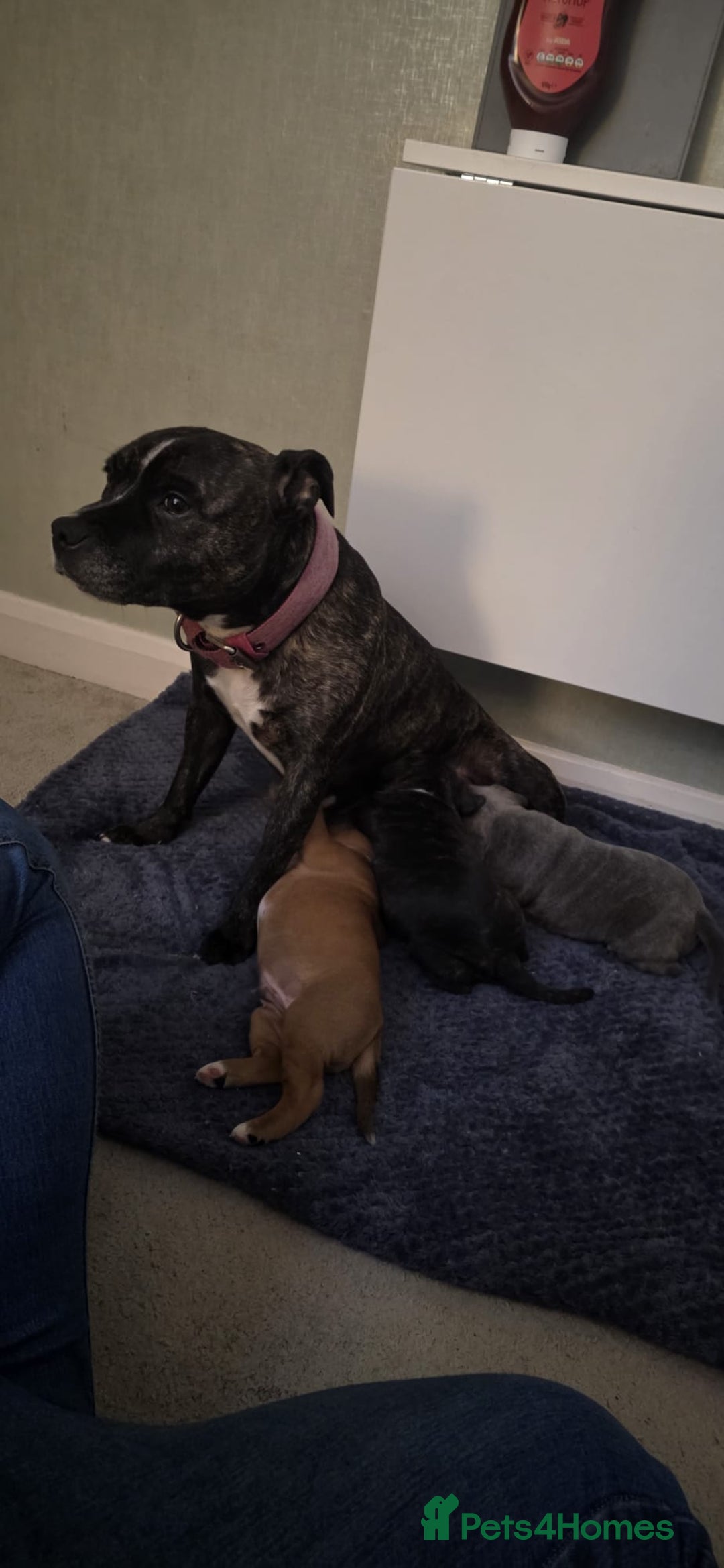 Staffordshire Bull Terrier dogs for sale: 3 Beautiful little staff boys - Image 21