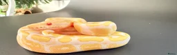 Python Snake reptiles for sale: 1.0 GHI, Leo, 66% het Pied  - Advert 6