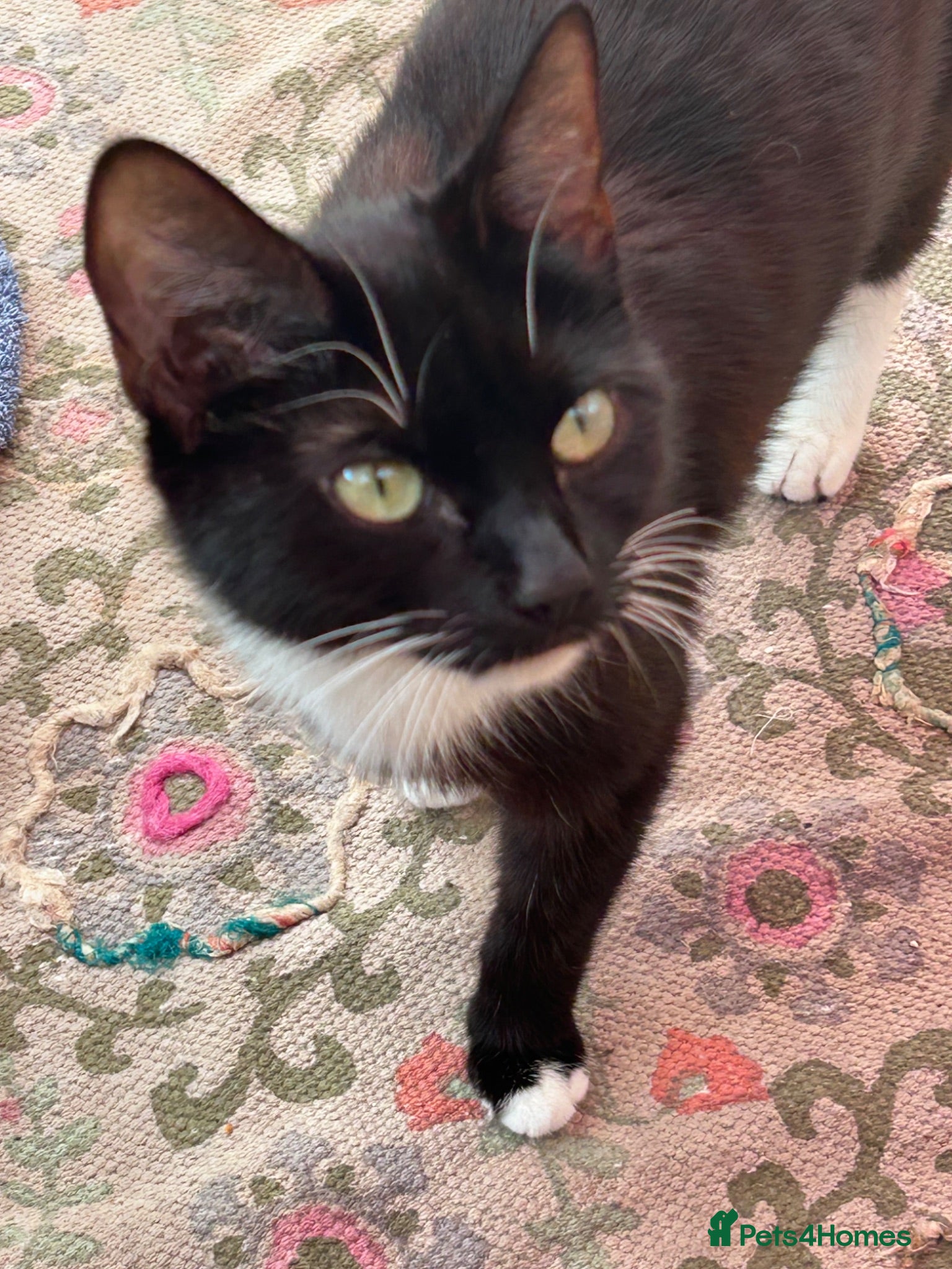 Mixed Breed cats Cuddly Tuxedo Kittens  - Advert 1