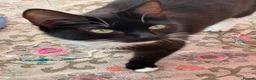 Mixed Breed cats for sale: Cuddly Tuxedo Kittens  - Advert 4
