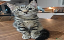 Scottish Fold cats for sale: 2 Playful Scottish Fold Cross Kittens – Ready Now - Image 15